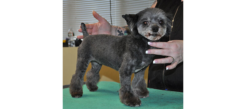 How to Learn the Asian Fusion Pet Grooming Technique